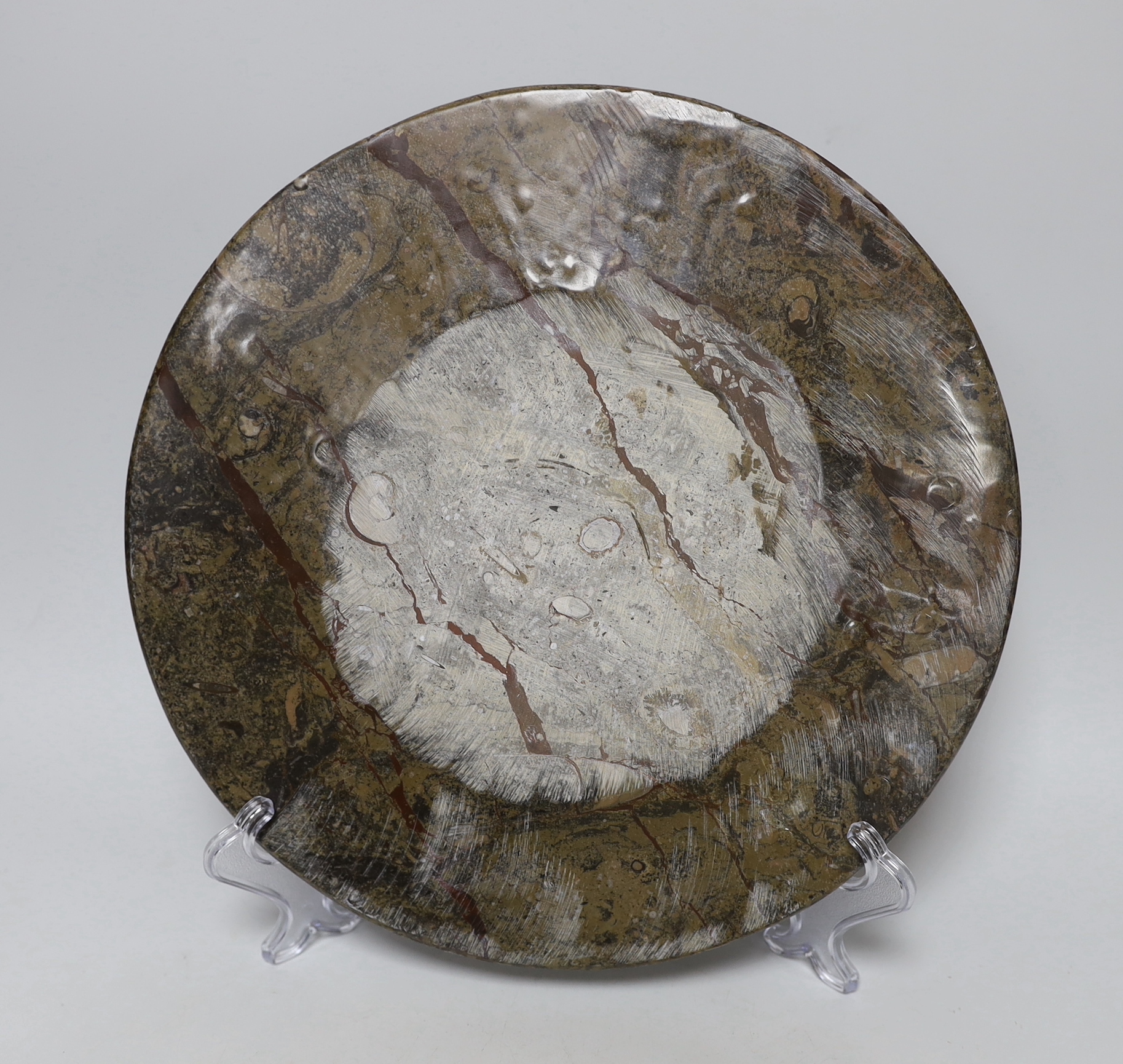 Six fossil specimen stone plates, including ammonites, belemnites, etc. largest 32cm